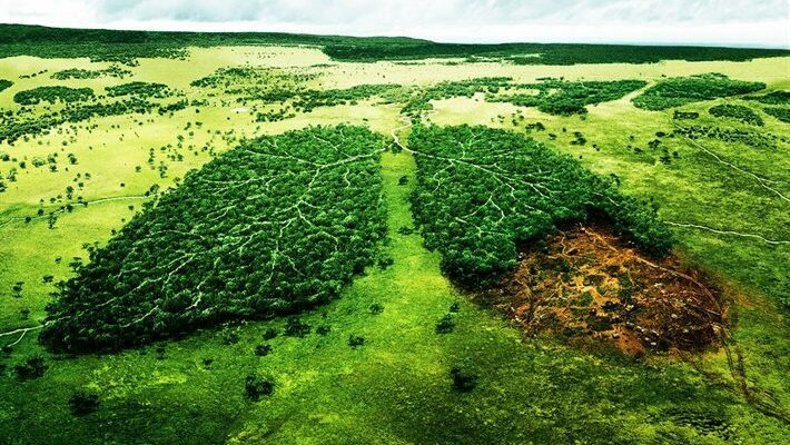 محیط زیست چگونه از طریق قطع شدن روزافزون درختان آسیب می‌بیند؟