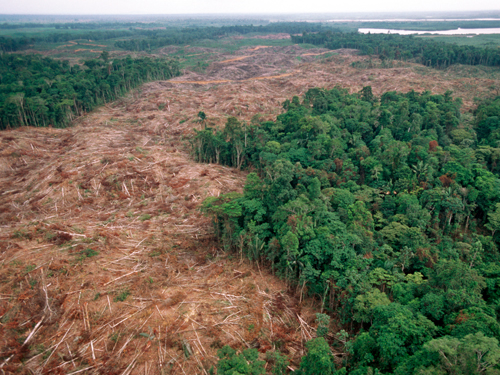 محیط زیست و قطع شدن درختان
